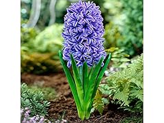 Blue Tango Double Hyacinths (20 Bulbs)