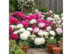 Mixed Peonies - 12 Bulbs and Tool