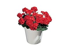 Burpee Big Red Geranium Seeds 10 seeds