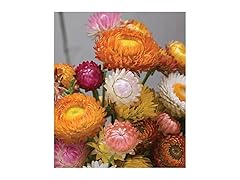 Burpee Tall Mixed Colors Strawflower Seeds 750 seeds