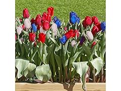 Red, White & Bloom Patriots Collection