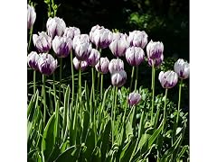 Blueberry Swirl Tulip Flowers