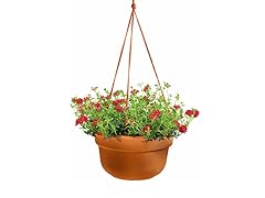 Hanging Basket, 12-Inch, Terra Cotta