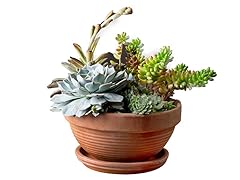 Succulent Garden Terra Cotta Gift Box