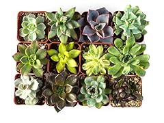 Set of 12 2" Succulent Plants