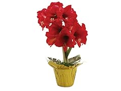 Mini Potted Amaryllis Gift Set