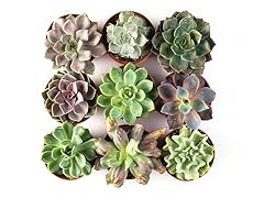 4" Succulents Set of 9 - Variety Pack