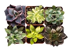 2" Succulents Set of 6 - Variety Pack