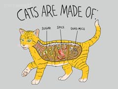 Cat Anatomy