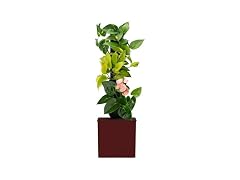 Tevagrow Tevatower Mini Smart Self-Watering