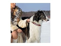 49ERS Premium Dog Collar (S)