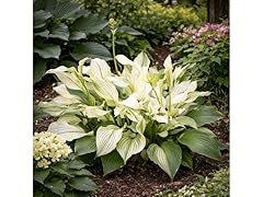 White Feather Hosta Plants - 4 Bare Roots