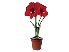 Giant Potted Amaryllis Gift Set
