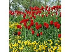 Sky High Scarlet Tulip Flowers