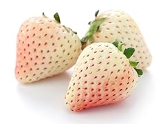 10 Carolina White Pineberry Plants
