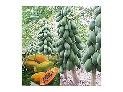 CHUXAY GARDEN Sunrise Papaya Seeds