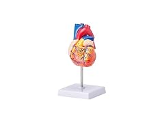 VEVOR Human Heart Model, 2-Part 1:1