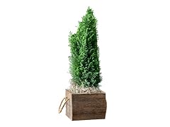European Cypress/Wood Tree with Planter