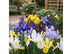 Dutch Iris Mix - 130 Bulbs and Tool