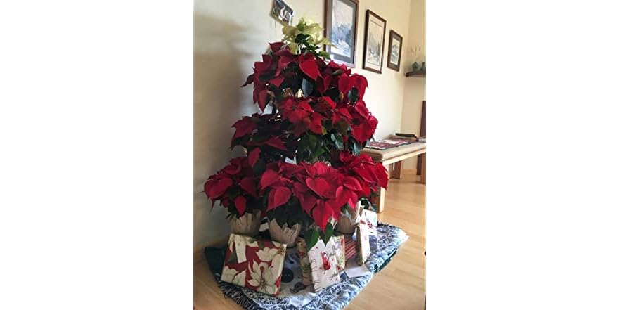 Tree Rack Display