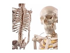 Wellden Product Anatomical Human Skeleton