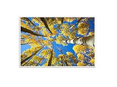 Aspen Trees - Aspen, Colorado