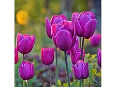 Lavender Tulips 10 Bulbs