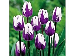 Blueberry Ripple Tulips (25 Bulbs)