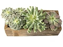 Succulent Trio in Trough