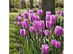 Lavender Triumph Tulip Flowers