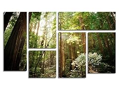 Ariane Moshayedi Muir Woods