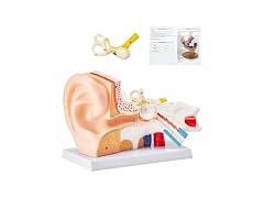 VEVOR Human Ear Anatomy Model, 3 Parts