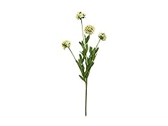 Renaissance 2000 Eva Queen Annes's Lace Stem, 30-Inch, White