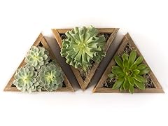 Succulent Triangle Planter Set of 3