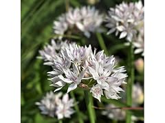 Graceful White Allium Flowers