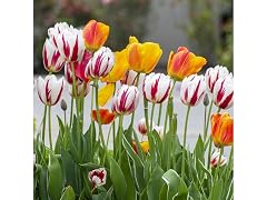 Mixed Sorbet Tulip Flowers