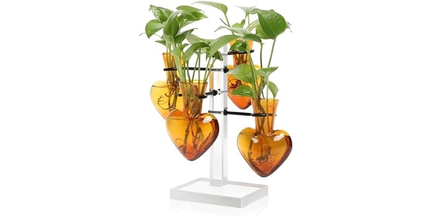 4 Love Heart Vase Plant Propagation