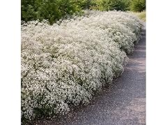 Baby's Breath - 24 Bulbs