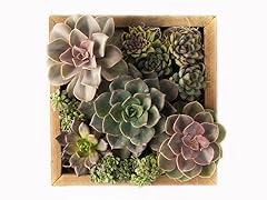 Succulent Mix Reclaimed Wood Centerpiece