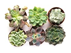 Set of 6 4" Succulent Plants