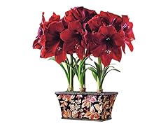 Amaryllis Triple Bulb Gift Box