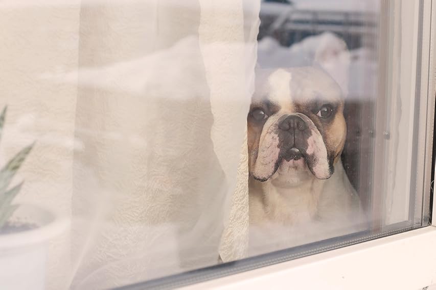 Miniatura 12 de CAPACTION Tratamiento oral de pulgas de acción rápida para gatos (2-25 libras), 6 dosis, 11,4 mg