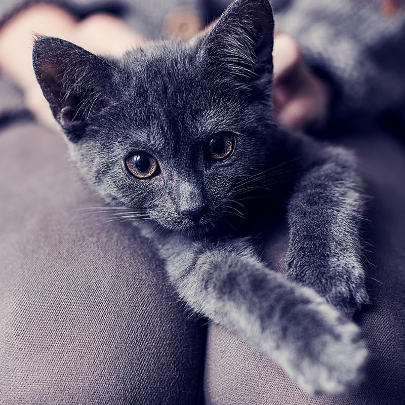 Miniatura 16 de CAPACTION Tratamiento oral de pulgas de acción rápida para gatos (2-25 libras), 6 dosis, 11,4 mg