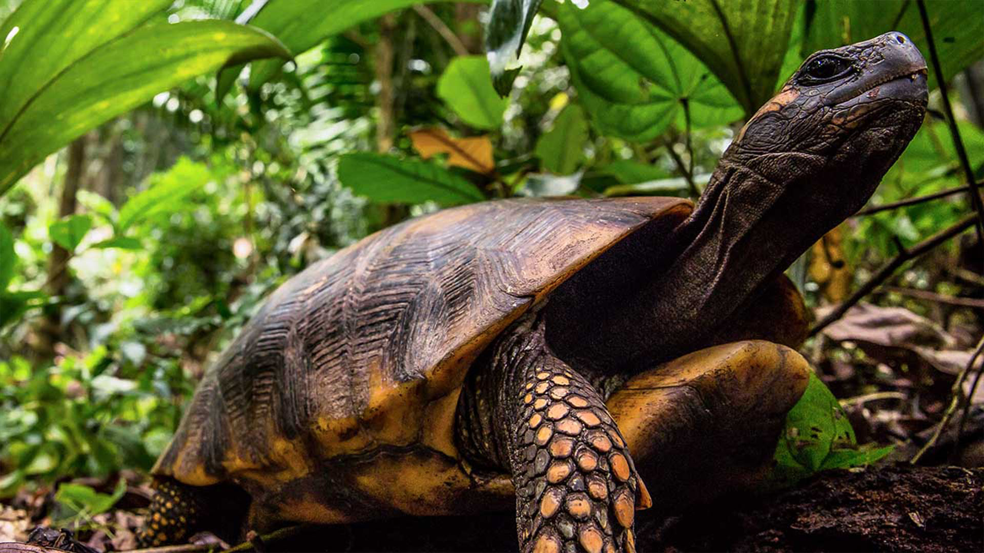 Prime Video Uncharted Amazon