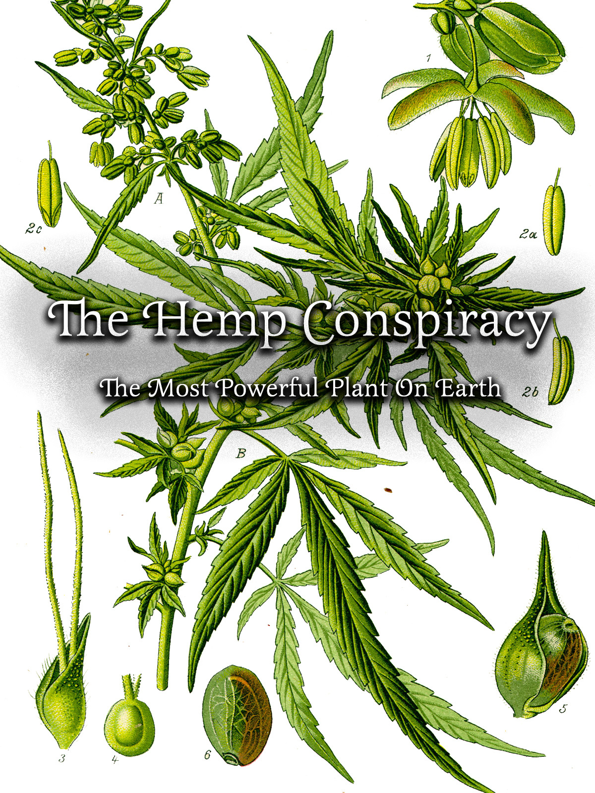 Prime Video The Hemp Conspiracy The Most Powerful Plant in the World