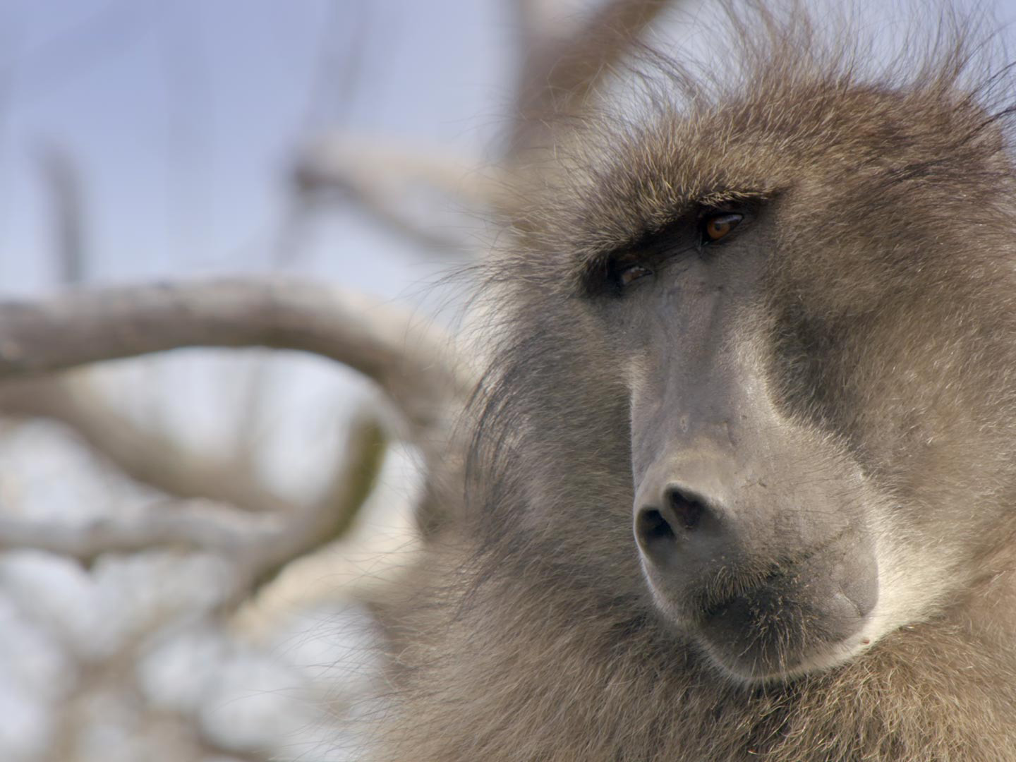 Prime Video Land of Primates