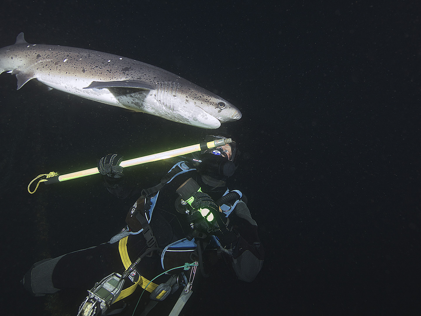 Prime Video Shark Week Season 2015