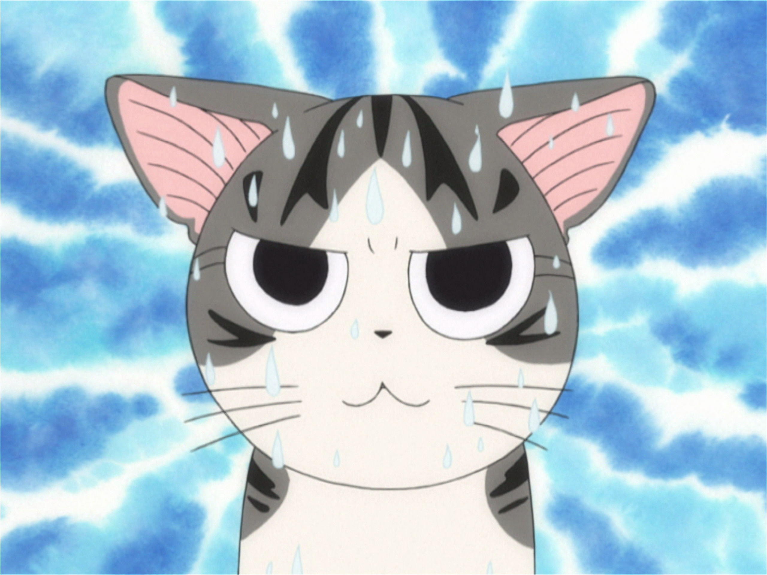 Prime Video Chi Une Vie De Chat