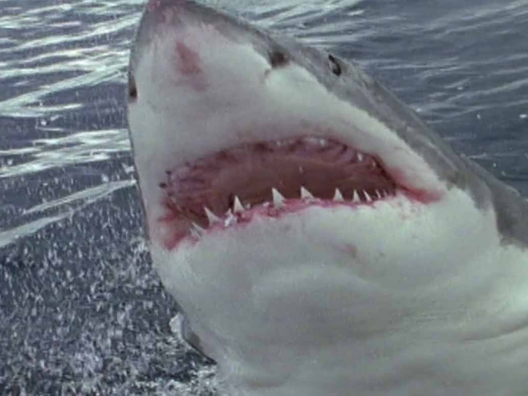 Prime Video: Animal Face-Off - Season 1