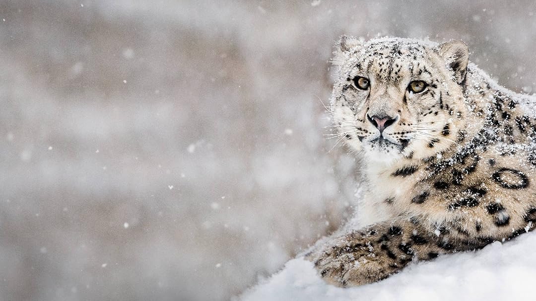 Watch Snow Animals Season 1 Prime Video